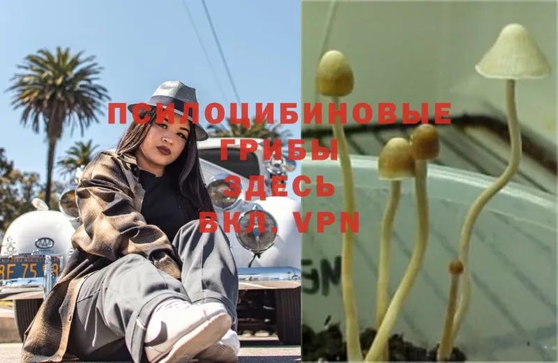 shop какой сайт  Красногорск  Галлюциногенные грибы Psilocybe 